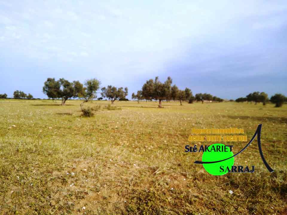 Sidi Bou Ali Sidi Bou Ali Terrain Terrain agricole 7 hectares et 4880m  swayeh sidi bouali