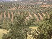 Sidi Hassine Birine Terrain Terrain agricole Lots de   un  ha