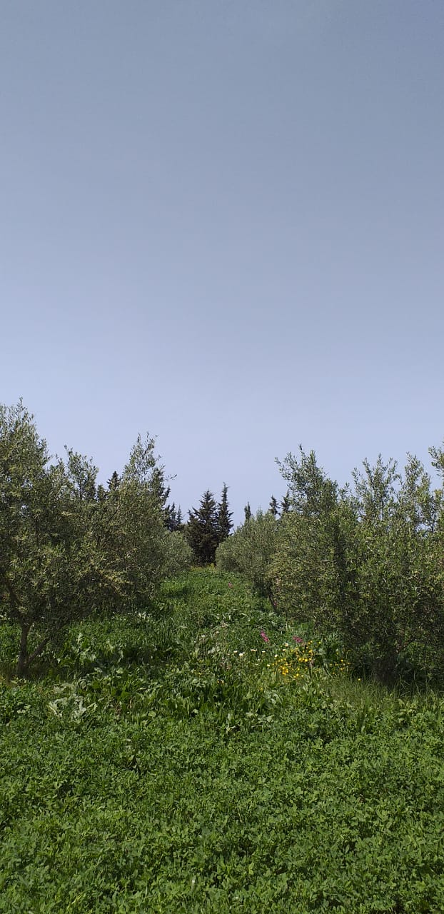 Tabarka Ain Essobh Terrain Terrain agricole Agrable terrain sur route principale
