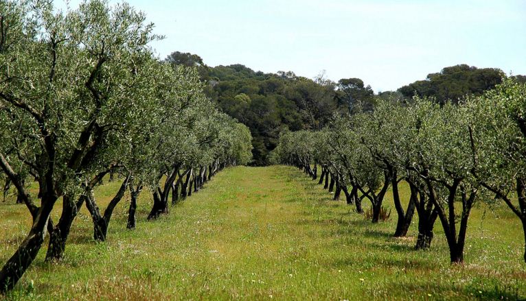 Regueb Regueb Terrain Terrain agricole Terrain agricoles plant olive  rgeb