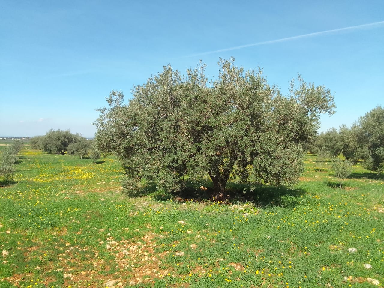 Zaghouan Zaghouan Terrain Terrain agricole Ferme de 16 h olive