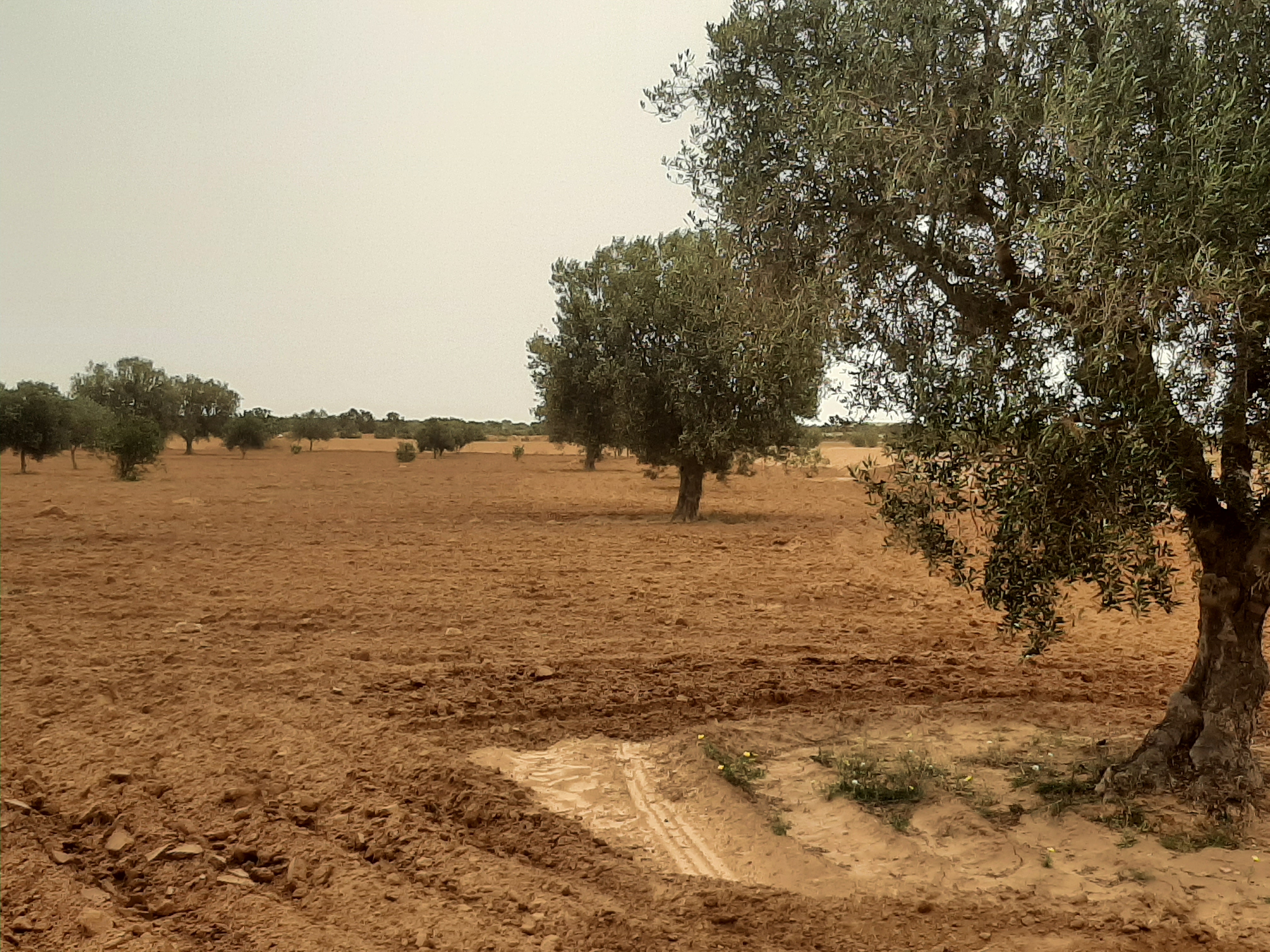 Sfax Sud El Ain Terrain Terrain agricole 18 marja3 elain km23