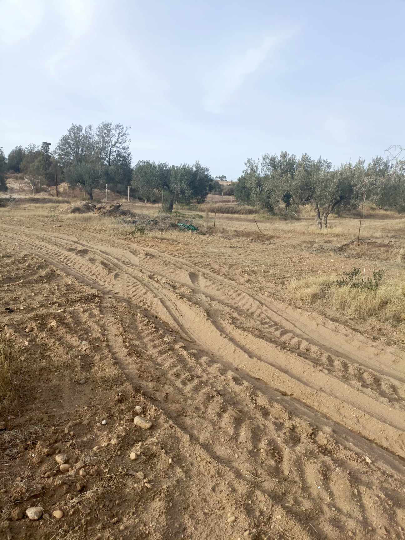 Hammam Zriba Bou Achir Terrain Terrain agricole Av 9100m avec des oliviers  zaghouan