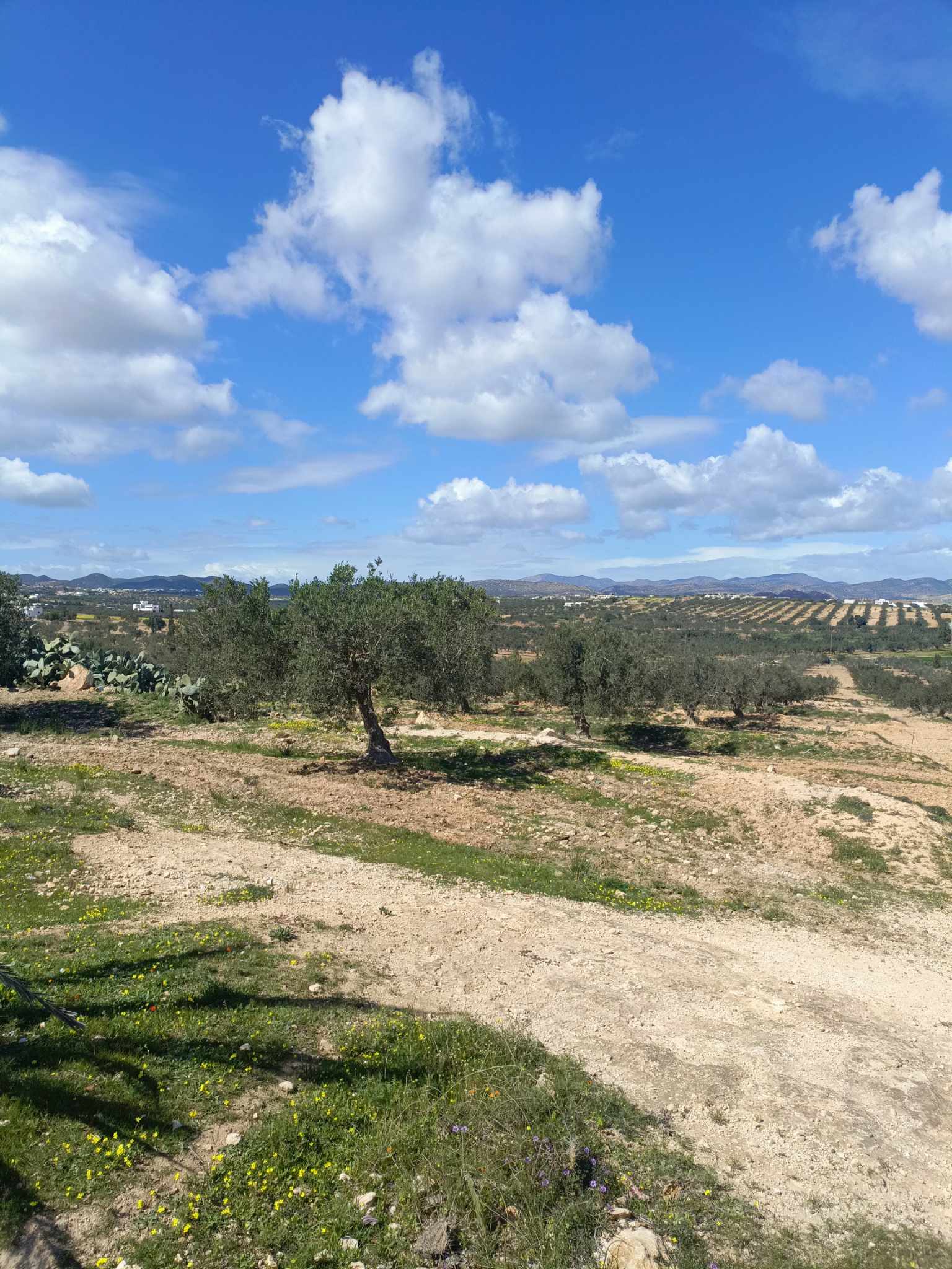 Hammamet Hammamet Terrain Terrain agricole Av 3000m avec eau et lectricit  hammamet sud