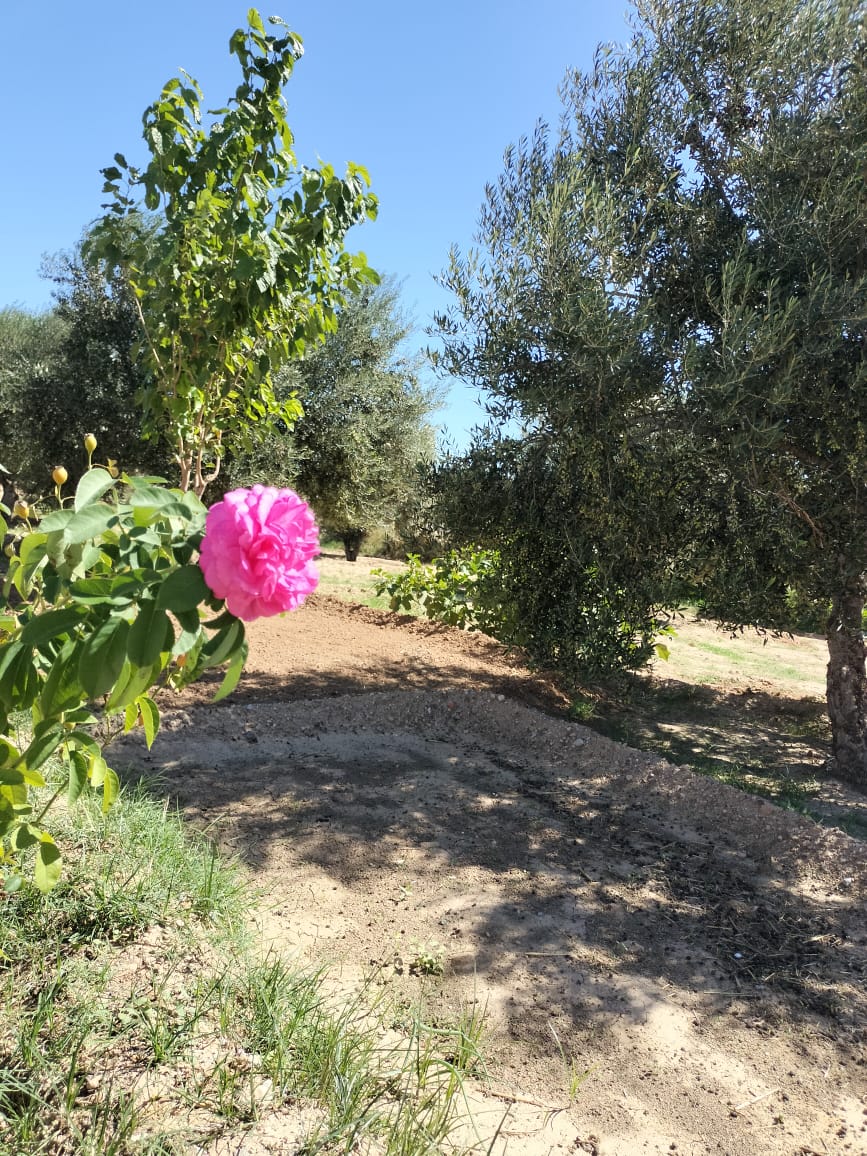 Kalaa El Kebira Kalaa El Kebira Terrain Terrain agricole Terrain agricole cltur rte ouerred