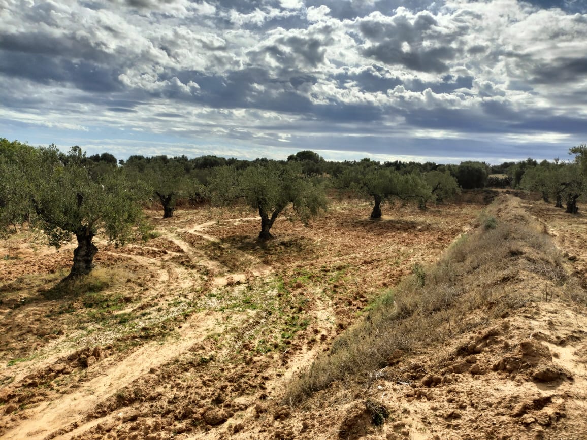 Terrain Terrain agricole