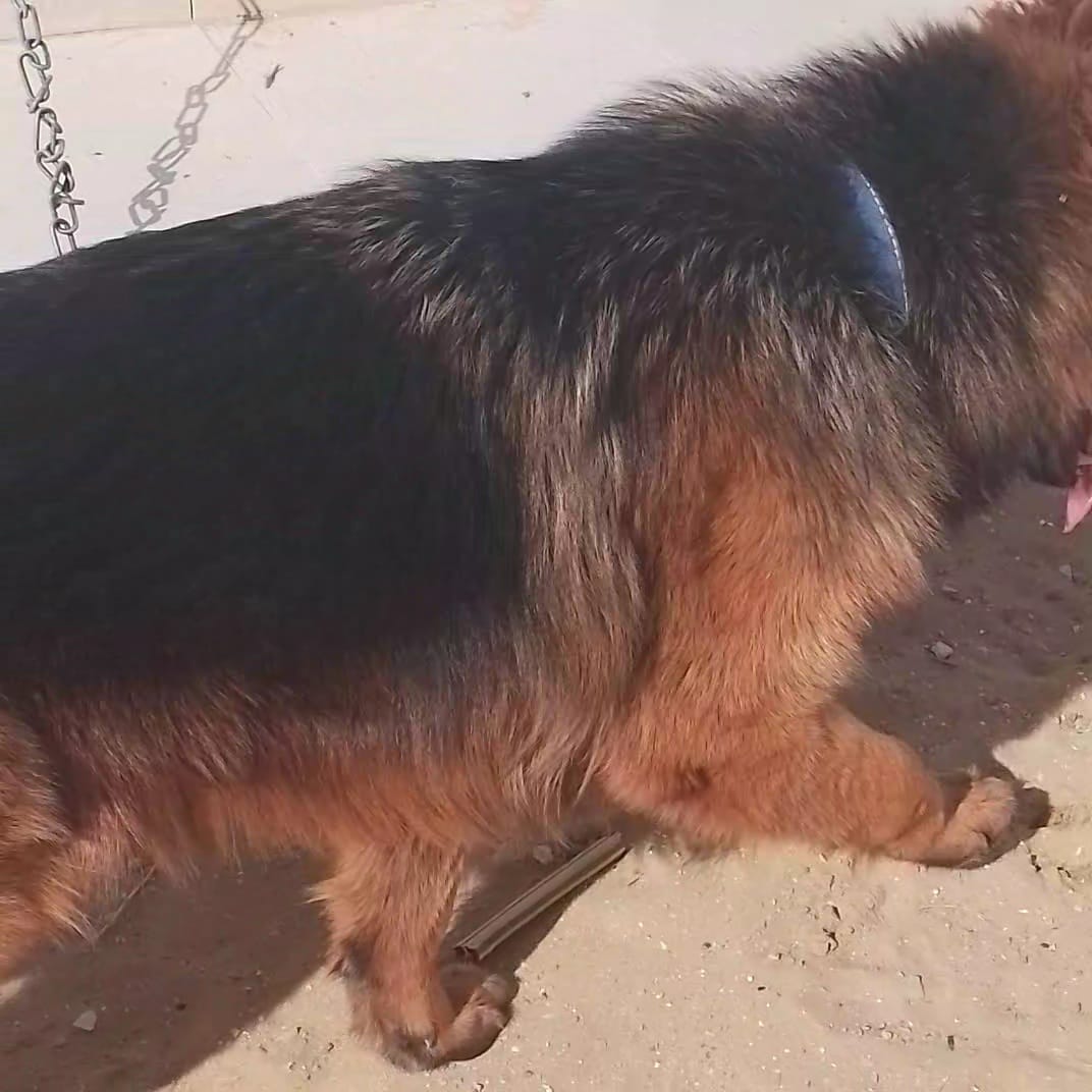 La Soukra Chotrana 3 Chiens Autre Chien berger allemand