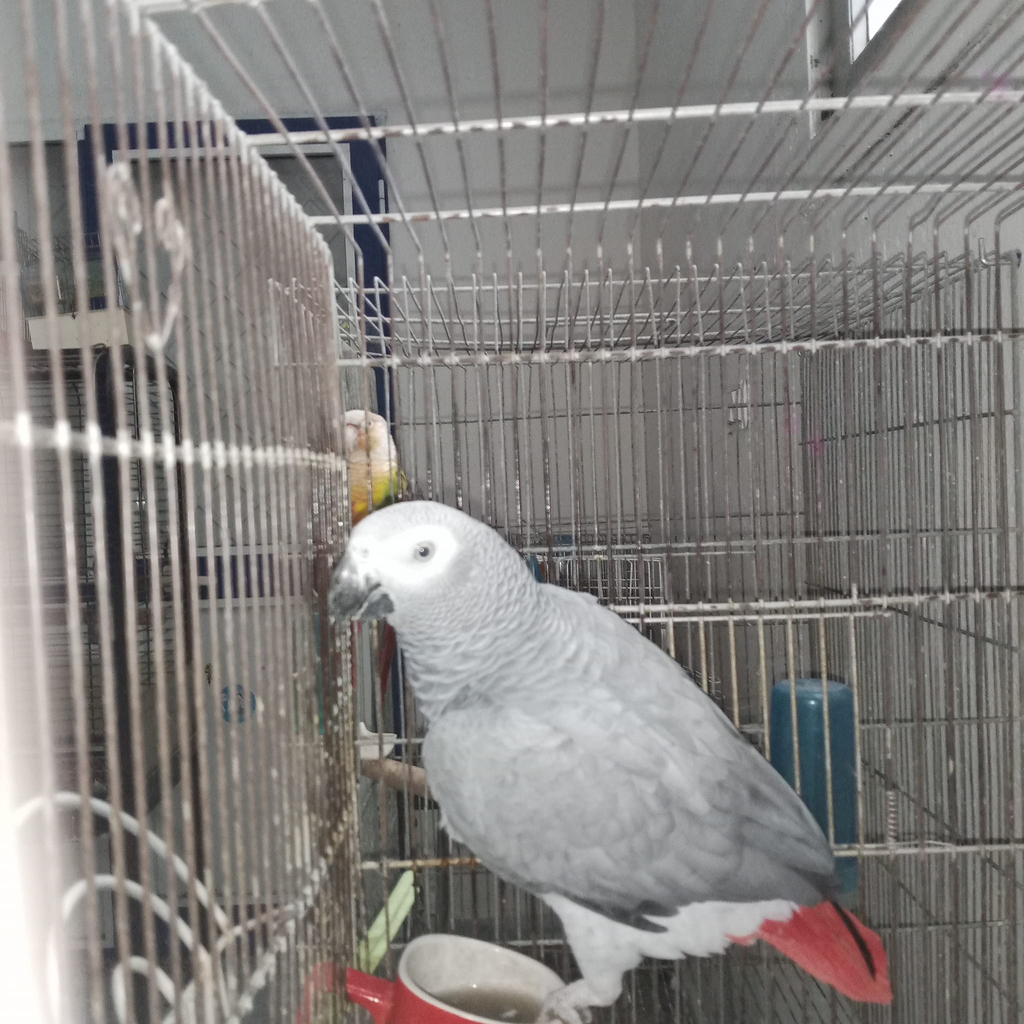 La Soukra Aeroport Tunis Carthage Oiseaux Autre Gris de gabon