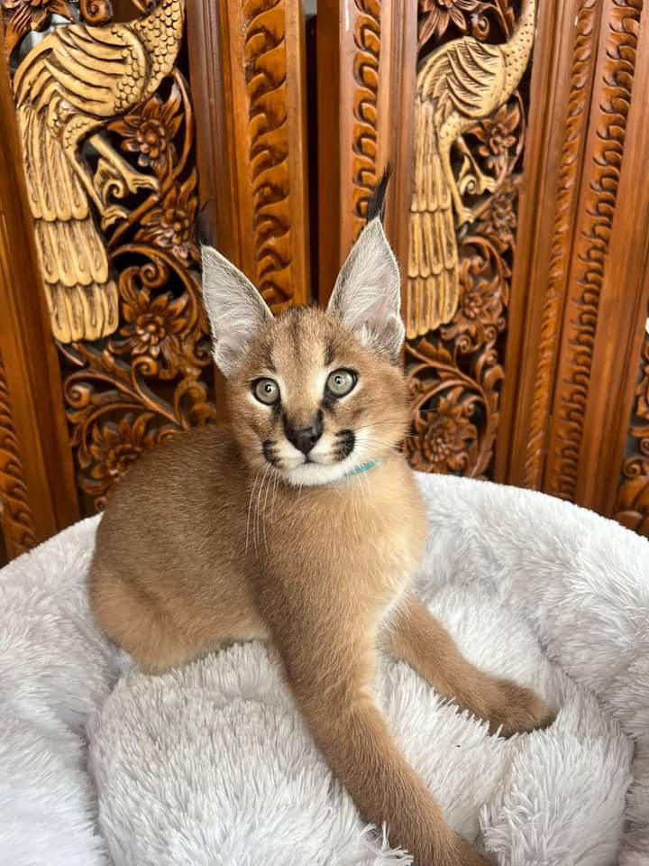 Ettadhamen Cite El Houda Chats Autre Caracal kitten available for sale