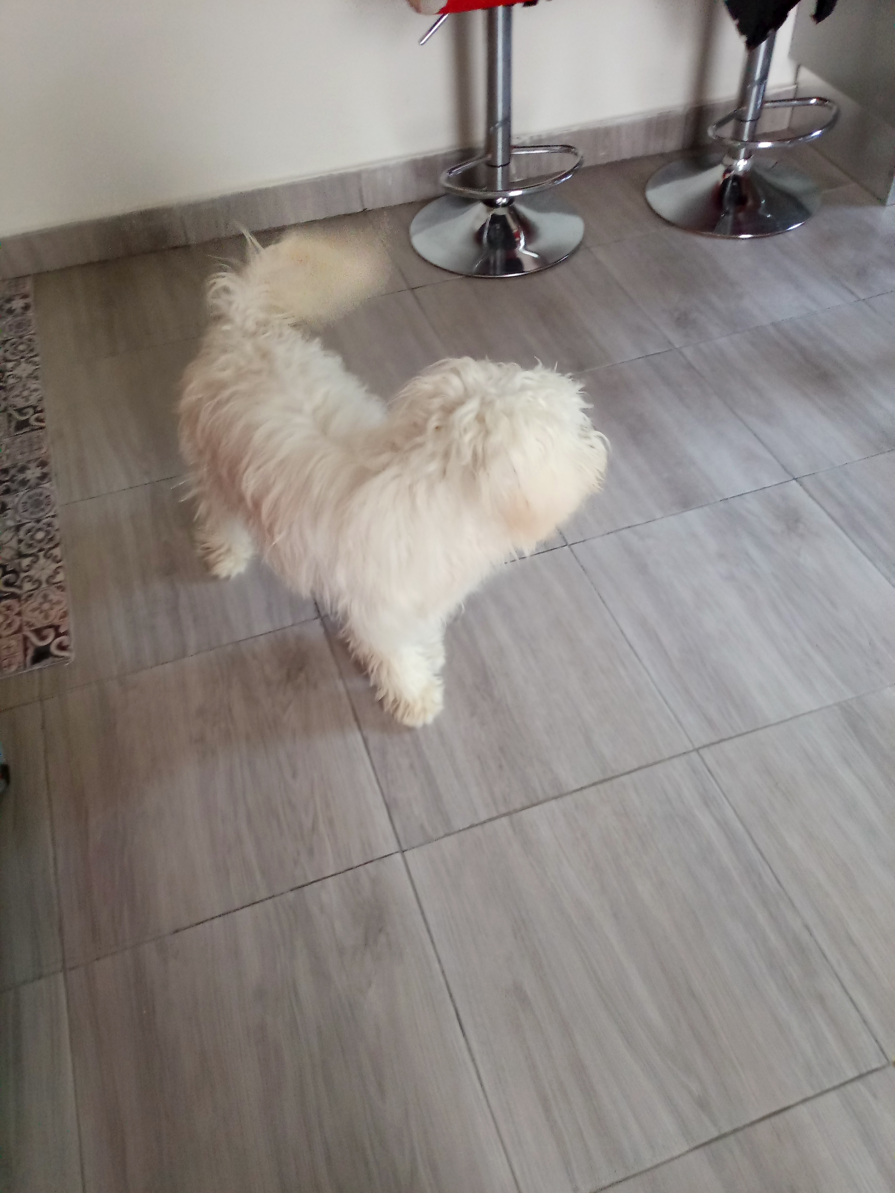 Le Bardo Le Bardo Chiens Autre Bichon maltais